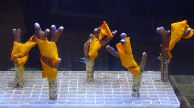 Coralli trattati con il biomateriale
