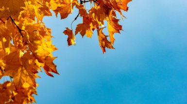 foglie e cielo