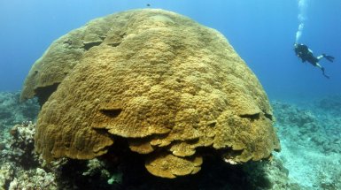corallo gigante