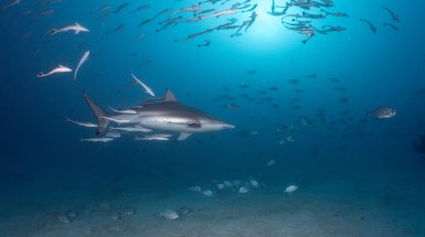 "Sharks of the Maldives"