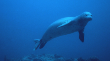 esemplare foca monaca mediterranea
