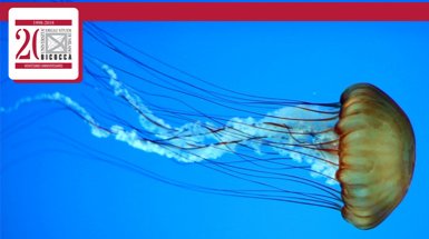 medusa con lunghi tentacoli
