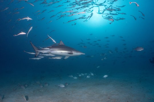 "Sharks of the Maldives"