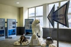 orso polare alla mostra artico