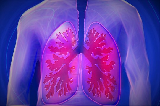 immagine mostra il funzionamento dei polmoni