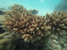 Corallo_Acropora
