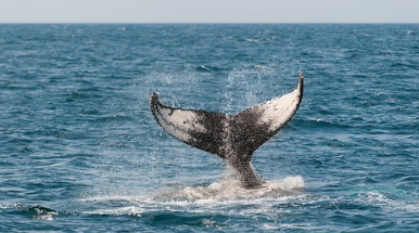 coda di balena in mezzo al mare