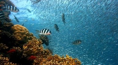 ambiente sottomarino