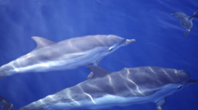 delfini